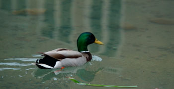 Duck plays in the pond